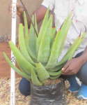 Aloe Castanea 10LT