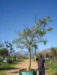 Erythrina Caffra 100LT