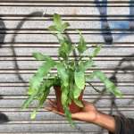 Blue Star Fern - 12CM Nursery Pot