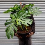 Delicious Monster - Extra Large - In 41CM Nursery Pot