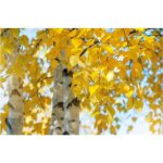Canvas Yellow Leaves