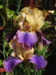 Bearded Iris Jaypark