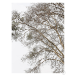 Plain Tree Art Print - A3