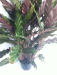 Calathea Rufibarba 23CM Pot