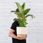Peace Lily - Sebastian - In Jute Cotton Cord Planter
