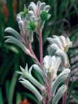 Anigozanthos Bush Diamond Seedlings - 3 Plug Plants