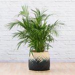 Parlor Palm - Large - In Mimi Palm Leaf Basket