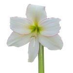 Amaryllis Sonatini – “spellbound” Bulbs