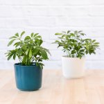 Umbrella Plant - With Gloss Teal Emerson