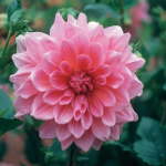 Dahlia Border – “bluesette” Bulbs