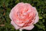 Heatherby Rose 5LT