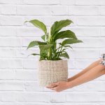 Peace Lily - In Senegalese Basket 15CM