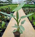 Philodendron - Silver Sword - In 19CM Nursery Pot