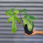 Philodendron - Florida Beauty - 12CM Nursery Pot