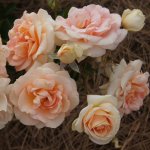Impala Rose 5LT