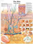 The Skin Chart VR1283