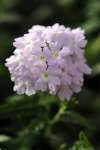 Verbena Quartz Xp Silver Seed - 20 Raw Seed