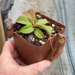 Tropical Pitcher Nepenthes 'rokko X Gentle' - Small Plant In 9CM Plastic Pot