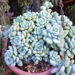 Sedum Clavatum 4LT
