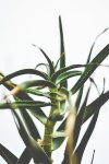 Macro Aloe Comosa Art Print - Matte Fine Art Print No Frame A3