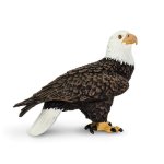 Bald Eagle -