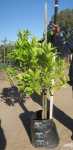 Tahiti Lime Tree 40LT