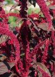 Marog Red Seed - 50 G Raw Seed