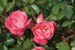 Rosy Cheeks Rose 5LT