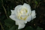 Memoire Hybrid Tea Rose 5LT