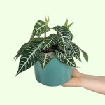 Zebra Plant - In Teal Migo Planter