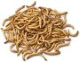 5 Kg Dried Mealworms