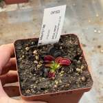 Venus Fly Trap 'uk Sawtooth.' Special Import. - Dormant Plant. 7.5CM Plastic Container.