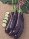 Egg Fruit Hansel Seed - 100 Raw Seed