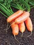 Carrot Cape Market Seed - 50 G Raw Seed