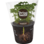 Herbs Parsley