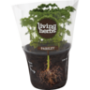 Herbs Parsley