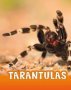 Tarantulas   Hardcover