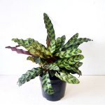 Rattlesnake Plant - In 15CM Nursery Pot