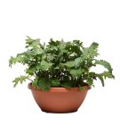 Simply Salad - Wonder Wok Mix Seed - 5 Multi-pellet Seed