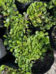Falkia Repens 4LT
