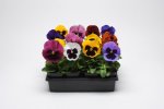 Pansy Matrix Blotch Mixed Seed - 500 Raw Seed