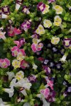 Torenia Kauai Mix Seed - 10 Pelleted Seed