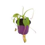 Ventricosa - Large