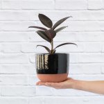 Rubber Tree - Abidjan - In Black Pluto Planter