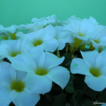 Oxalis Purpurea Alba 5 Bulbs. Rare And Indigenous.