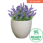 Planted Egg Sun - Granite