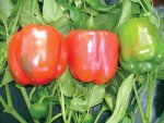 Capsicum Santorini - Red Bell Pepper Seed - 20 Raw Seed