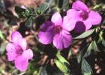 Barleria Purple Prince 4LT