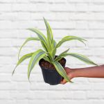 Dragon Tree - Lemon And Lime - 15CM Nursery Pot