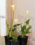 Zantedeschia Aethiopica 4LT Arum Lily